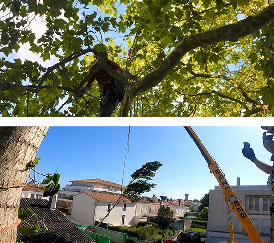 Haubanage à Niort