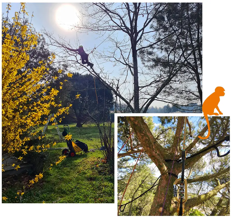 Paysagiste, entretien d'arbres à Beauvoir-sur-Niort et Niort (79)