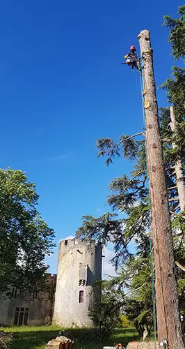 Elagage arbre à Niort