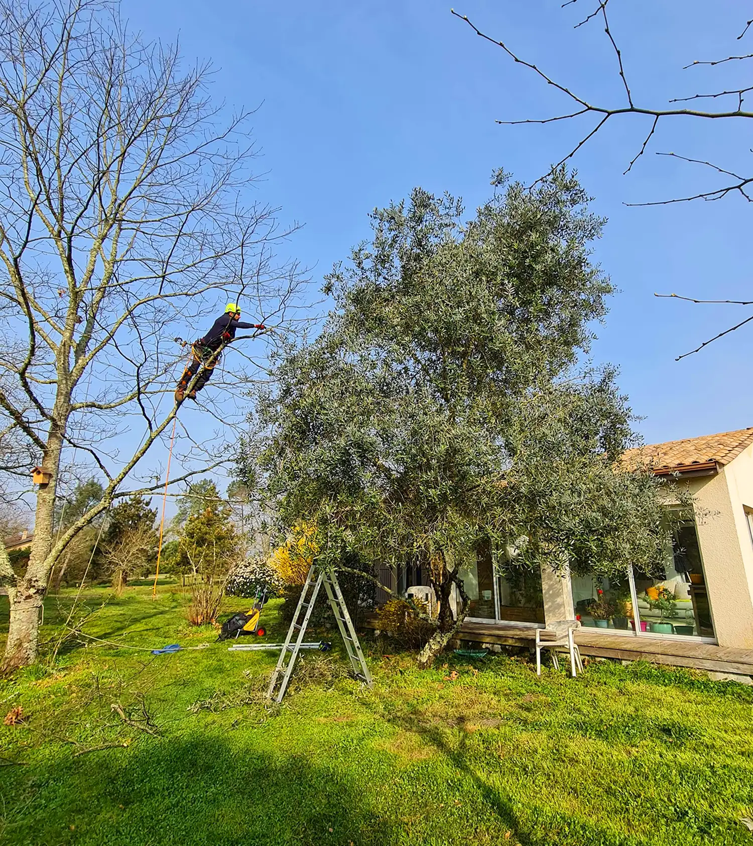 Élagage et taille raisonnée à Niort 