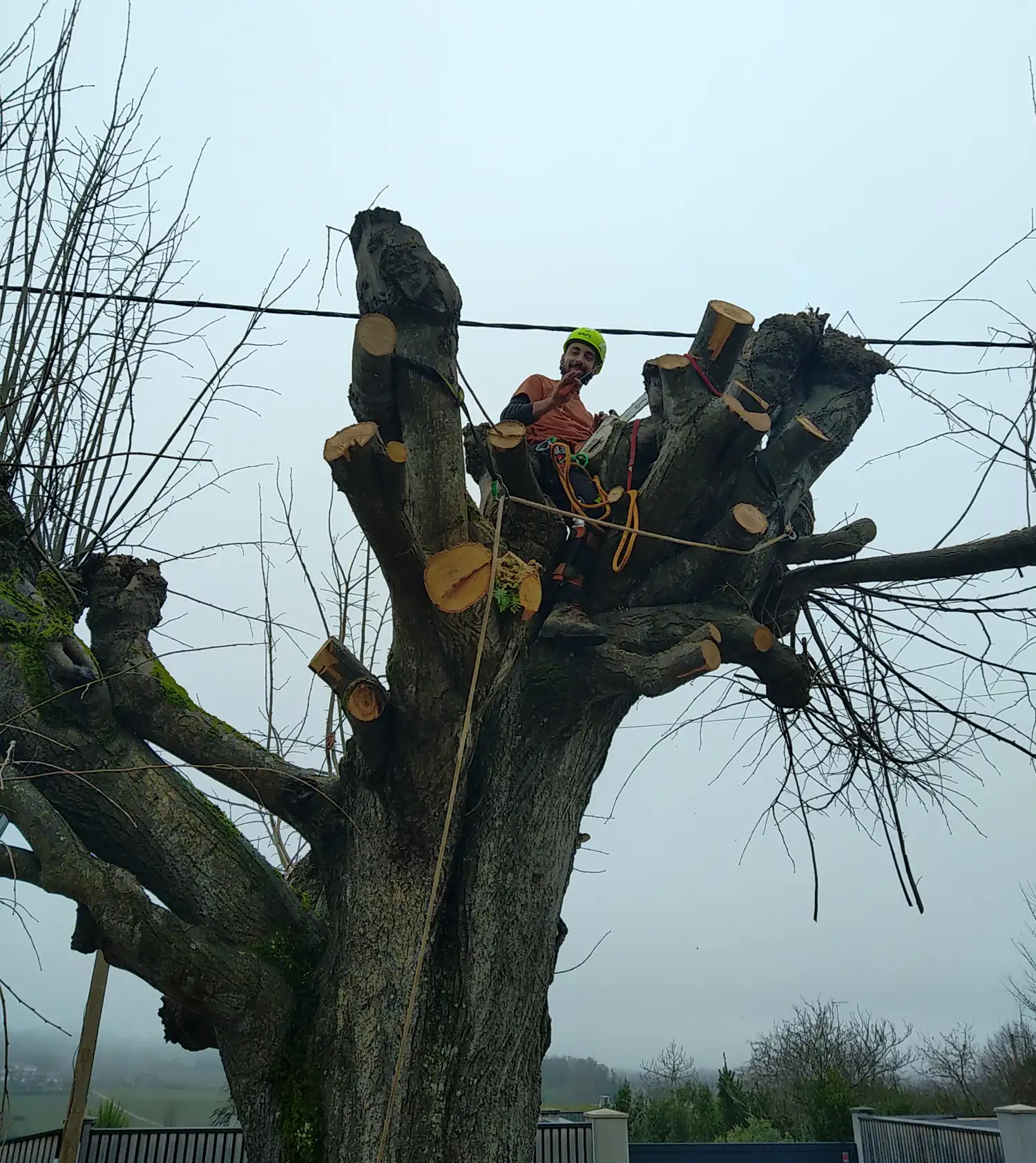 Abattage et démontage d'arbres à Niort