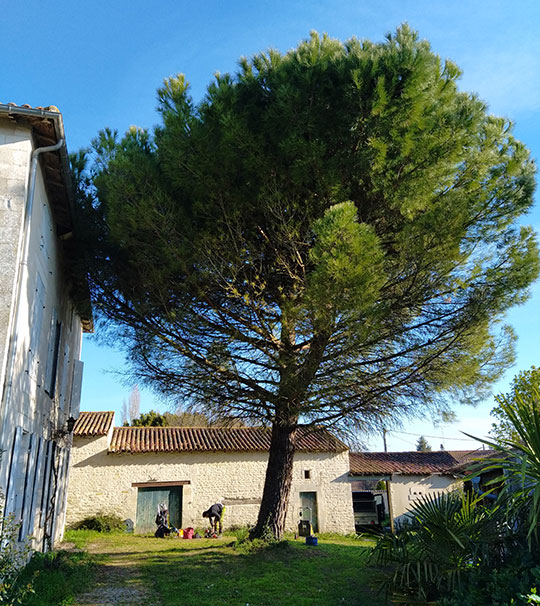 Élagage et taille raisonnée à Niort 