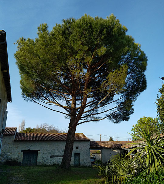 Élagage et taille raisonnée à Niort 