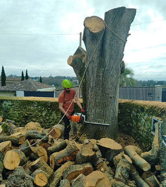 Abattage et démontage d'arbres à Niort