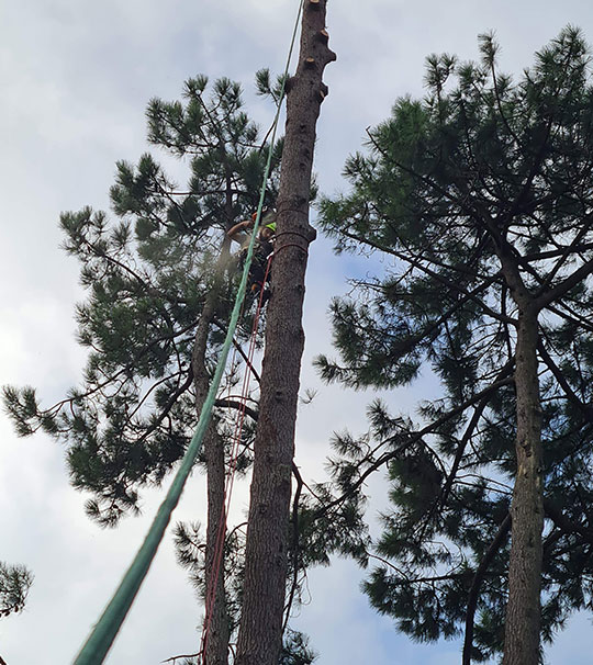 Abattage et démontage d'arbres à Niort