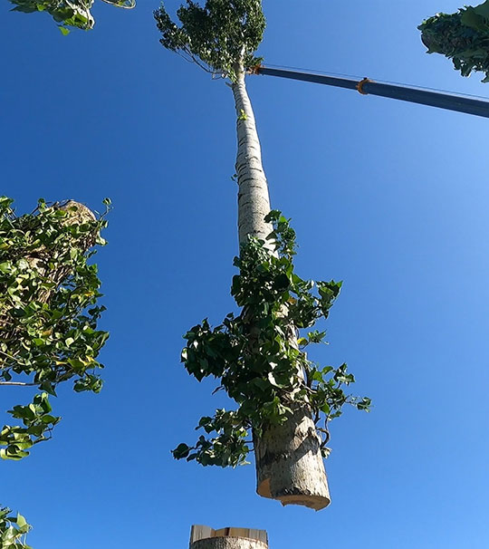 Abattage et démontage d'arbres à Niort