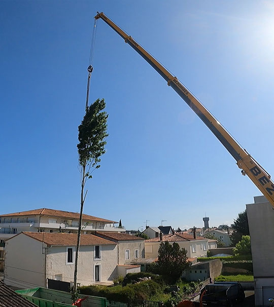 Abattage et démontage d'arbres à Niort