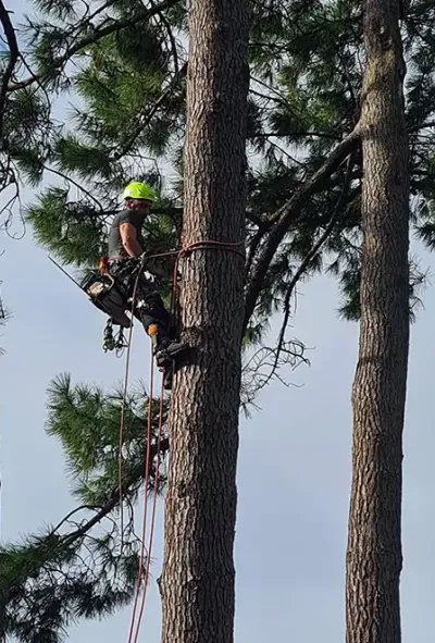 Travaux d’élagage, élagueur à Niort dans les Deux-Sèvres (79)