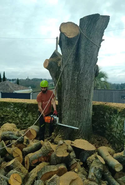 Travaux d’abattage d’arbres à Niort 