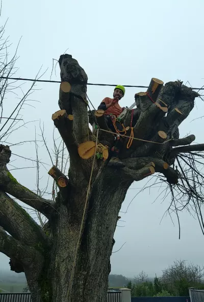 Travaux d’abattage d’arbres à Niort 