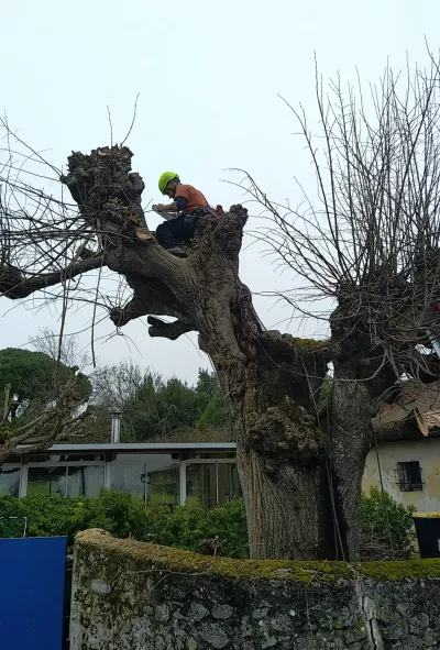 Travaux d’abattage d’arbres à Niort 