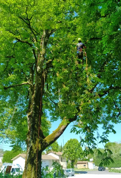 Haubanage d’arbres dans les Deux Sèvres (79)