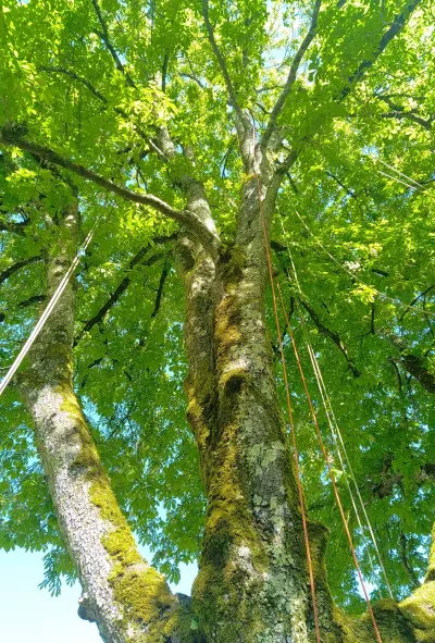 Haubanage d’arbres dans les Deux Sèvres (79)