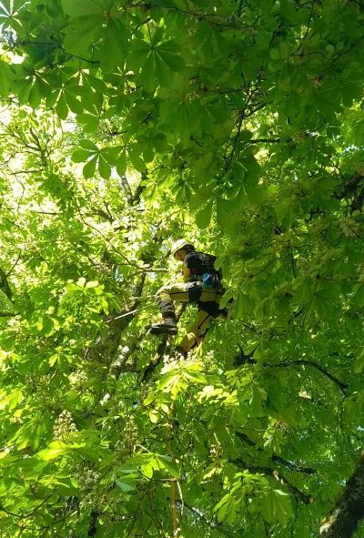 Haubanage d’arbres dans les Deux Sèvres (79)