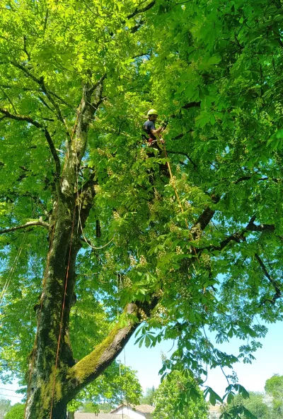 Haubanage d’arbres dans les Deux Sèvres (79)